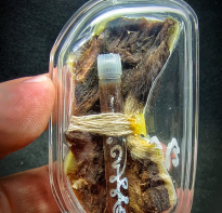 Blessing buddha Loket HM Skn with Fat Oil HM skin blessing ajhan tien nong 2019